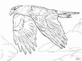 Falcon Coloring Pages Caracara Drawing Peregrine Northern Crested Prairie Printable Line Falcons Template Drawings Diving 1536px 2048 57kb Skip Main sketch template