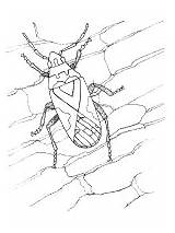 Colorear Chinche Insectos sketch template