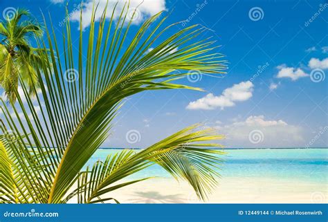 beautiful tropical beach stock images image