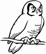 Coloring Pages Printable Owls Owl Kids sketch template