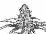 Weed Trippy Designlooter Cannabis sketch template