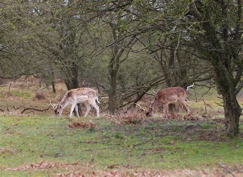 op safari  eigen land wild spotten  de amsterdamse waterleidingduinen