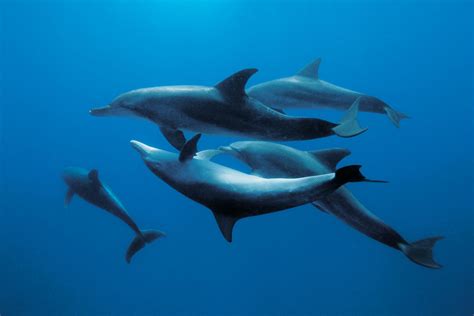 Dolphins Have Unique Whistles For Their Friends And More