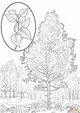 Birch Coloring Pages American Tree Printable Supercoloring Drawing Paper Crafts Trees Bible Cartoons Select Animals Nature Many Category Categories sketch template