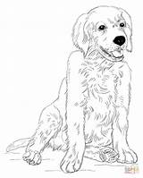 Retriever Golden Coloring Puppy Pages Dog Puppies Printable Drawing Draw Lab Line Kids Print Sitting Supercoloring Color Step Retrievers Labrador sketch template