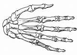 Skeleton Hand Coloring sketch template