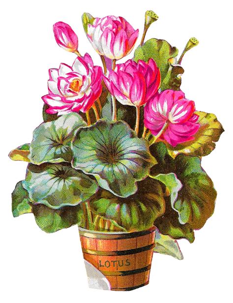 antique images royalty  lotus flower potted plant barrel botanical