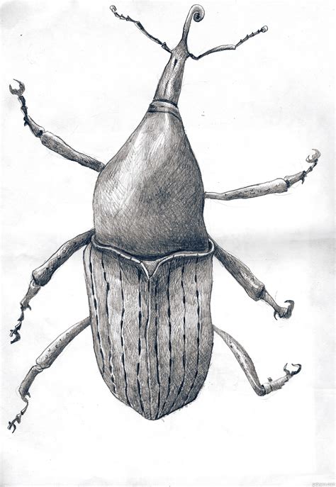 bug art pictures  draw drawings