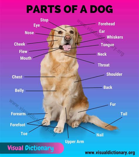 dog anatomy  popular parts   domestic dog  picture visual