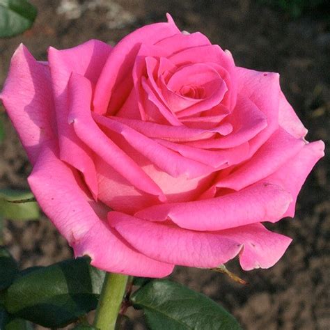 Троянда Topaz Топаз