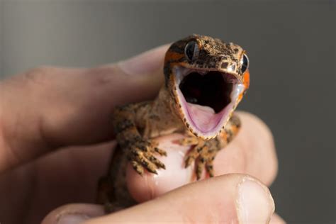 keeping  gargoyle gecko care setup guide reptile advisor
