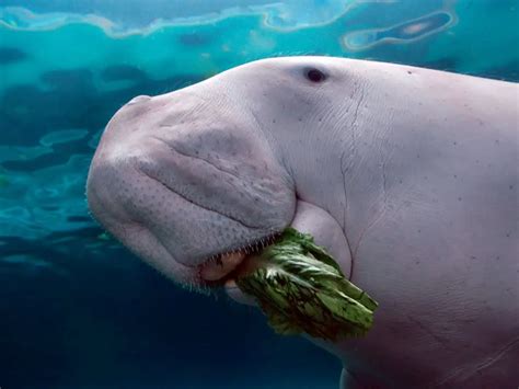 dugong   creature eluxe magazine