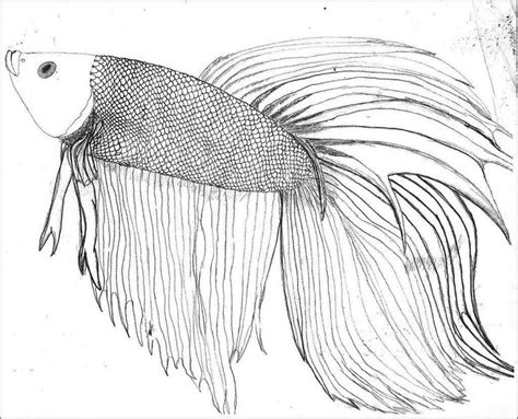 betta fish coloring pages  coloring pages  kids betta fish