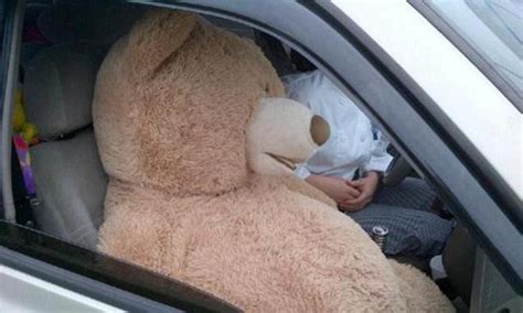woman caught driving with costco bear as passenger in