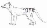 Thylacine Deviantart Pen sketch template