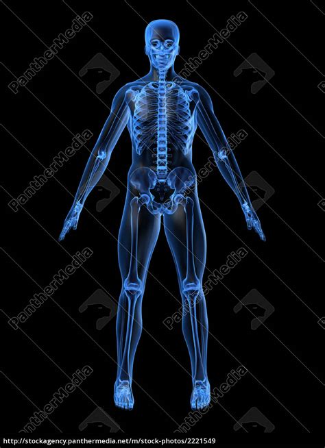 menschliche skelett frontside lizenzfreies bild