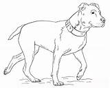 Pitbull Coloring Pages Dog Walking Printable Educativeprintable Lovers Pit Bull Sheets Freecoloringpages Via Kids Drawing sketch template