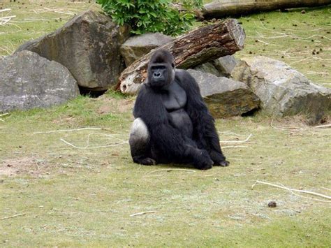gorilla safari park beekse bergen vakantie