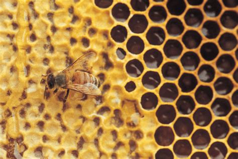 honeycomb biology britannica