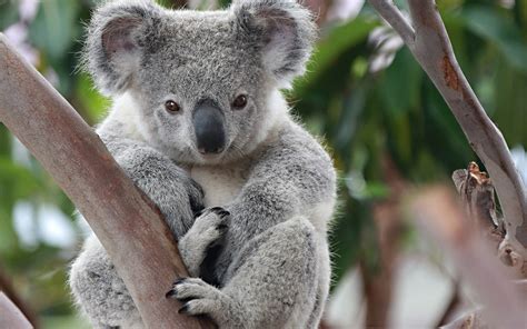 koala facts history  information  amazing pictures