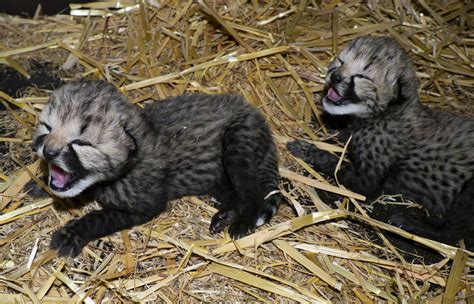 safari park beekse bergen welcomes cheetah cubs dutchnewsnl