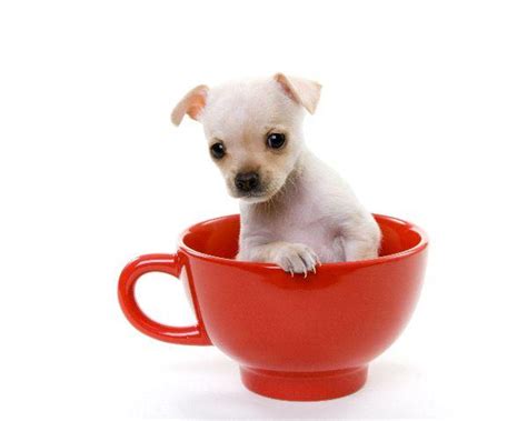 teacup chihuahua puppy    desktop mobile