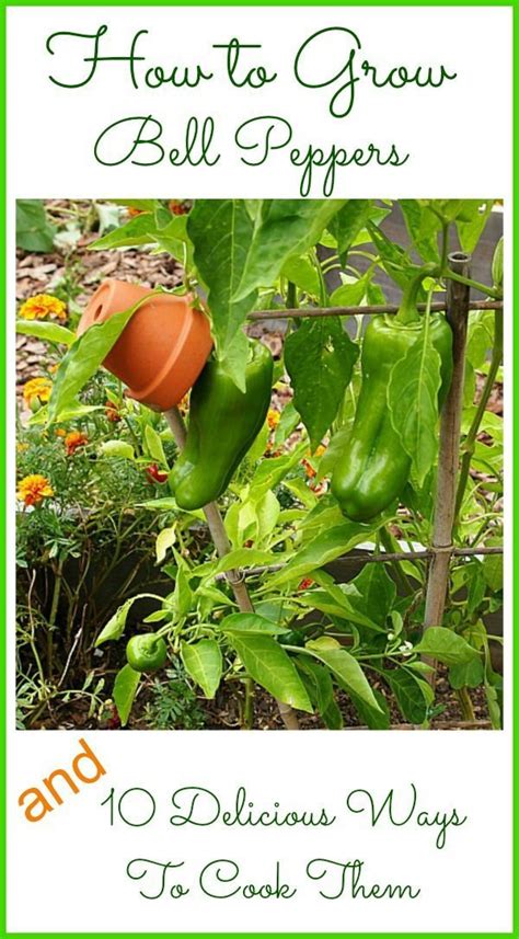 grow bell peppers  bell pepper recipes  cultivated nest