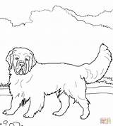 Coloring Spaniel Pages English Springer Clumber Cocker Sheepdog Printable Color Newfoundland Dog Old Mastiff Pomeranian Colorings Template Getcolorings Supercoloring Getdrawings sketch template