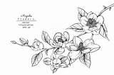 Magnolia Botany Flor sketch template