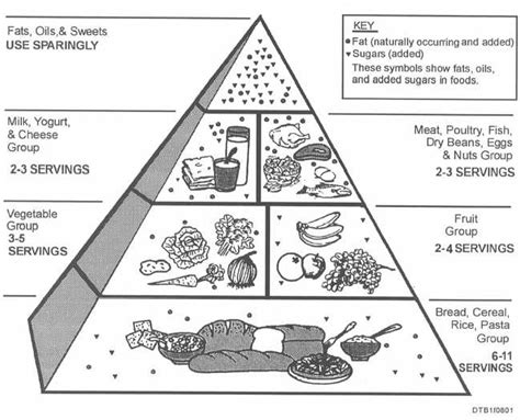 images  printable food pyramid  students printable food