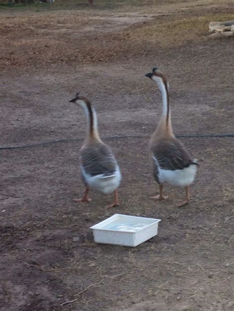 african goose male or female backyard chickens learn how to raise