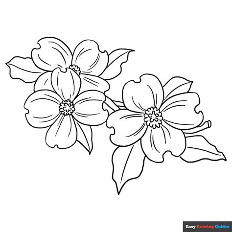 dogwood flower coloring page easy drawing guides