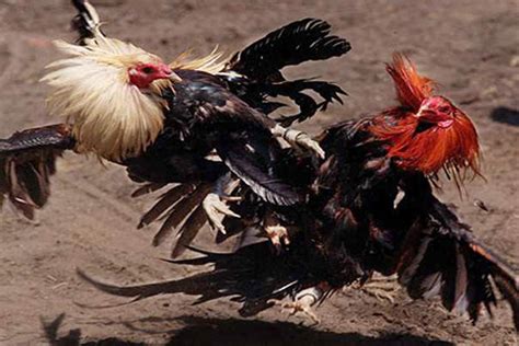 cock fighting the traditional game in vietnamese culture