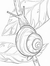 Snail Coloring Pages Realistic Drawing Escargot Coloriage Dessin Lipped Mollusc Un Drawings Printable Snails Color Tableau Line Peinture Choisir Animals sketch template