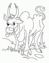 Ox Coloring Clipart Popular Library Cartoon sketch template