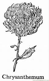 Henkes Colorat Chrysanthemum Planse Desene Crizanteme sketch template