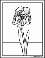 Iris Coloring Spring Flowers Pages Flower Printable Colorwithfuzzy sketch template