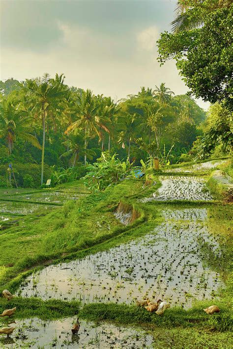 Rice Field Bali Indonesia Photograph By Bob Pool Fine Art America