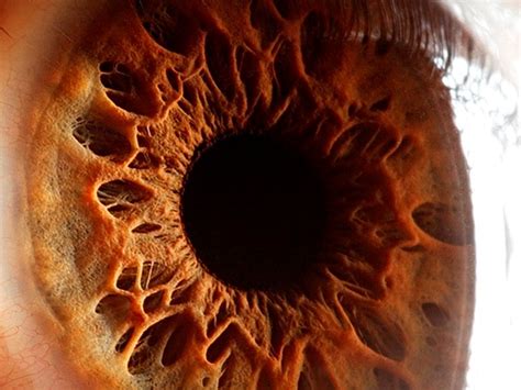 gambar mata manusia warna mata manusia  cerdas