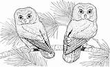 Coloring Difficult Bestappsforkids Owls Hummingbird Kidsworksheetfun sketch template