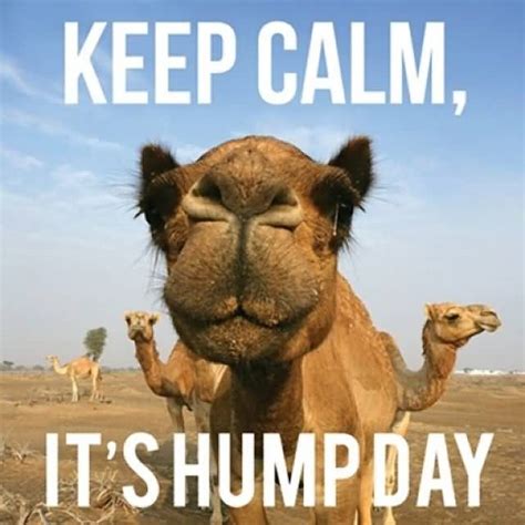 Keep Calm It’s Hump Day Camel Picture