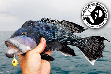 Council Approves Increases For Black Sea Bass Annual Catch Limits