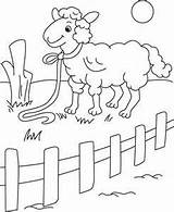 Coloring Pages Fence Sheep Picket Animals Kids Drawing Print Printable Colouring Sheets Getdrawings Domestic Getcolorings Color Young sketch template