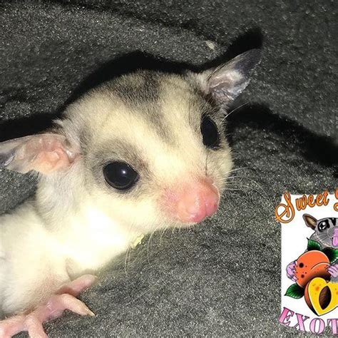sugar gliders  friendly text  call    exotic animals  sale price