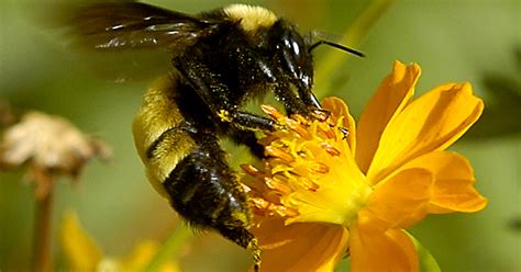 africanized bees safety tips  tricks