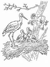 Coloring Stork Pages Storks Movie Print Birds 1000px 68kb Recommended sketch template