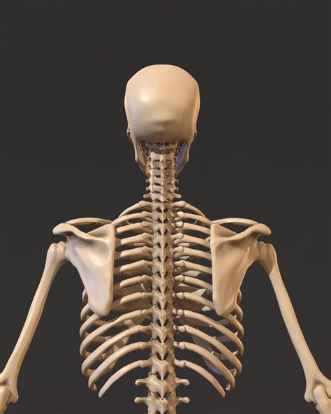 human skeleton  models  anatomy dexport