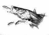 Snook Drawing Sketch Drawings Pencil Fish Tarpon Whitlock Steve Paintingvalley Large Clker Sketches Clipart Clip Rating sketch template