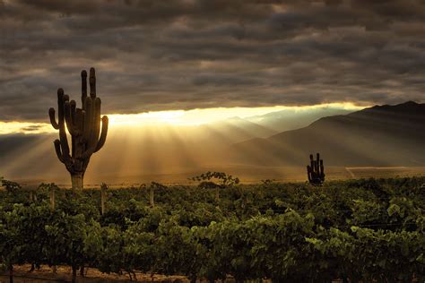 vinos cafayate cafayate