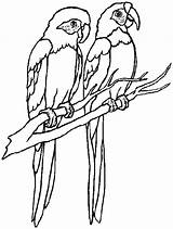 Parrot Coloring Pages Getdrawings Printable sketch template